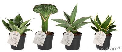 MIX COLLI, 9.0 cm