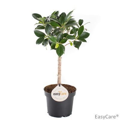 FICUS ANNULATA, 11.0 cm