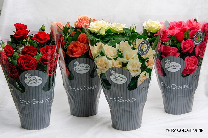 ROSA-HYBRID MINI STORBLOMSTRET, 12.0 cm