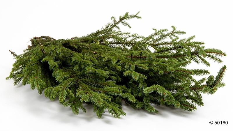PICEA ABI.-RDGRAN TRER, 1.0 cm