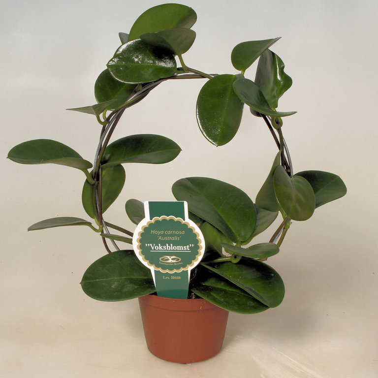 HOYA CARNOSA, 9.0 cm