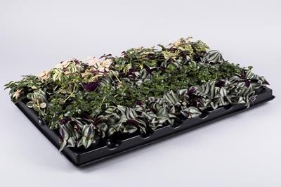 TRADESCANTIA MIX, 6.0 cm
