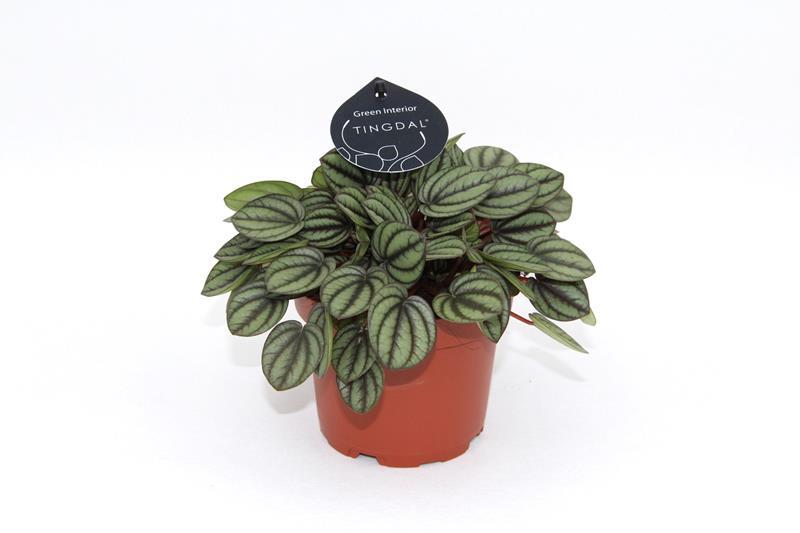 PEPEROMIA-HYBRID, 11.0 cm