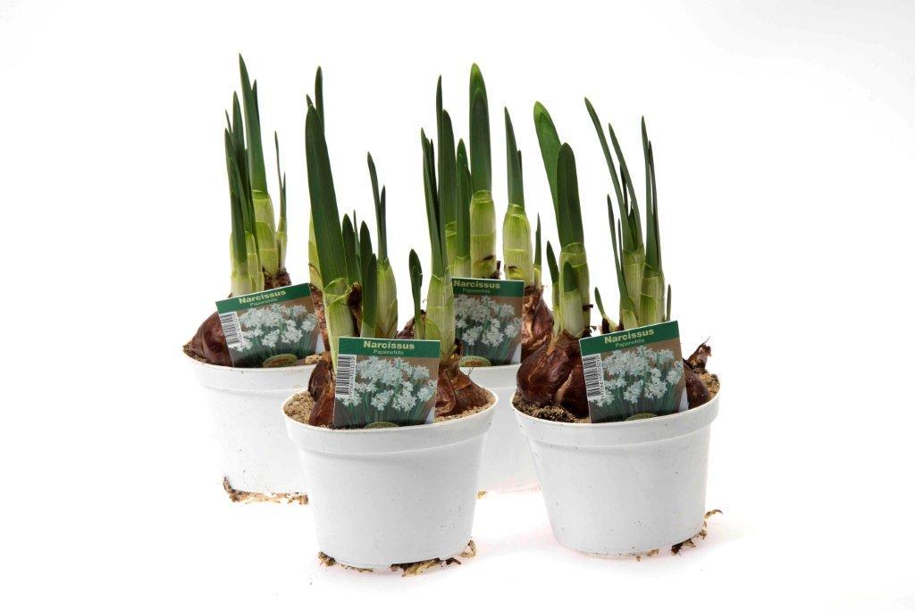 NARCISSUS CYCLAMINEUS, 11.0 cm