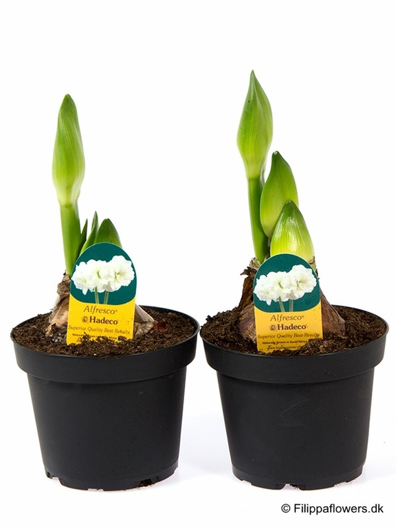HIPPEASTRUM-HYBRID, 13.0 cm