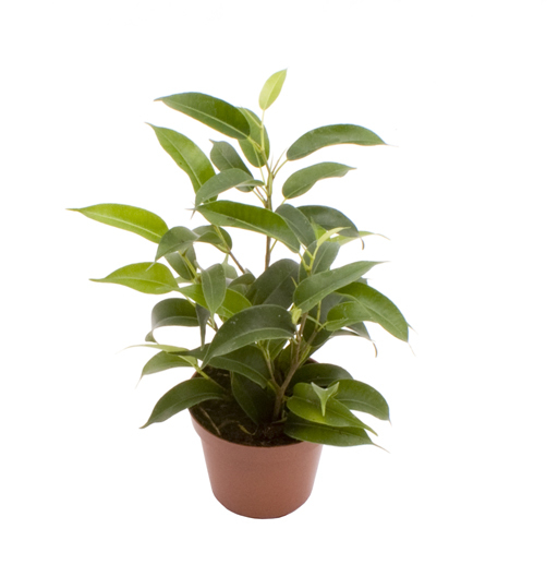 FICUS BENJAMINA, 6.0 cm
