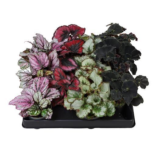 BEGONIA REX-HYBRID, 6.0 cm