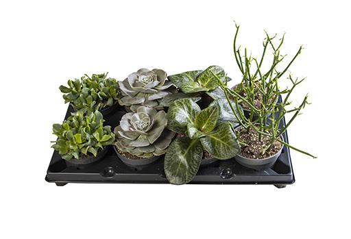SUKKULENTER MIX, 12.0 cm