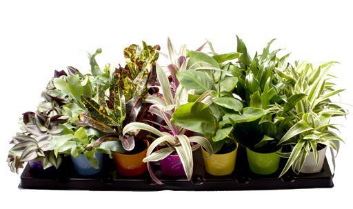 MIX COLLI, 6.0 cm
