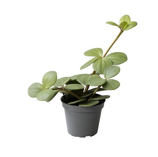 PEPEROMIA-HYBRID, 6.0 cm