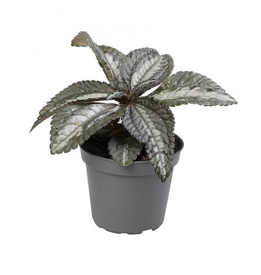 PILEA CADIEREI, 6.0 cm