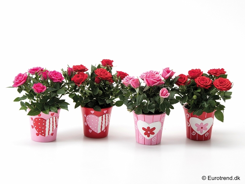 ROSA-HYBRID KUVERT, 6.0 cm
